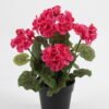 Artificial-Flower-Begonia-in-PP-pot-GS-03323011_5-1.jpg Artificial Flower 22*22*28cm Begonia in PP pot GS-03323011 Potted Flowers&Plants YeahFlower is one of Chinese leading OEM manufacturers and exporters , supplying the silk flowers, wholesale artificial trees