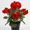 Artificial-Flower-Begonia-in-PP-pot-GS-03323011_6-1.jpg Artificial Flower 22*22*28cm Begonia in PP pot GS-03323011 Potted Flowers&Plants YeahFlower is one of Chinese leading OEM manufacturers and exporters , supplying the silk flowers, wholesale artificial trees