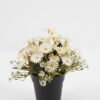 Artificial Flower Daisy in PP pot GS-03323028-W1_3 Artificial Flower 20*20*19cm Daisy in PP pot GS-03323028-W1 Potted Flowers&Plants YeahFlower is one of Chinese leading OEM manufacturers and exporters , supplying the silk flowers, wholesale artificial trees
