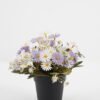 Artificial Flower Daisy in PP pot GS-03323028-Z1_1 Artificial Flower 20*20*19cm Daisy in PP pot GS-03323028-Z1 Potted Flowers&Plants YeahFlower is one of Chinese leading OEM manufacturers and exporters , supplying the silk flowers, wholesale artificial trees