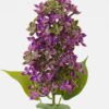 Artificial Flower 10*10*53cm Hyacinth single stem GS-05523006-Z2 Single Flowers YeahFlower is one of Chinese leading OEM manufacturers and exporters , supplying the silk flowers, wholesale artificial trees
