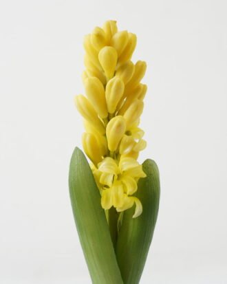 Artificial Flower 7*7*29cm Hyacinth+Onion single stem GS-41523017-Y1 Potted Flowers&Plants YeahFlower is one of Chinese leading OEM manufacturers and exporters , supplying the silk flowers, wholesale artificial trees