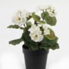 Artificial Flower 15*15*22cm Hydrangea in PP pot GS-03323010-W1 Potted Flowers&Plants YeahFlower is one of Chinese leading OEM manufacturers and exporters , supplying the silk flowers, wholesale artificial trees