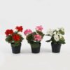 Artificial-Flower-Hydrangea-in-PP-pot-GS-03323010_1-1.jpg Artificial Flower 15*15*22cm Hydrangea in PP pot GS-03323010 Potted Flowers&Plants YeahFlower is one of Chinese leading OEM manufacturers and exporters , supplying the silk flowers, wholesale artificial trees
