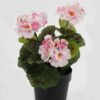 Artificial-Flower-Hydrangea-in-PP-pot-GS-03323010_3-1.jpg Artificial Flower 15*15*22cm Hydrangea in PP pot GS-03323010 Potted Flowers&Plants YeahFlower is one of Chinese leading OEM manufacturers and exporters , supplying the silk flowers, wholesale artificial trees