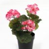 Artificial Flower Hydrangea in PP pot GS-03323010_4 Artificial Flower 15*15*22cm Hydrangea in PP pot GS-03323010 Potted Flowers&Plants YeahFlower is one of Chinese leading OEM manufacturers and exporters , supplying the silk flowers, wholesale artificial trees