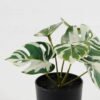 Artificial Flower Monstera in PP pot GS-03323105_2 Artificial Flower 15*12*16cm Monstera in PP pot GS-03323105 Potted Flowers&Plants YeahFlower is one of Chinese leading OEM manufacturers and exporters , supplying the silk flowers, wholesale artificial trees