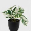 Artificial Flower Monstera in PP pot GS-03323105_3 Artificial Flower 15*12*16cm Monstera in PP pot GS-03323105 Potted Flowers&Plants YeahFlower is one of Chinese leading OEM manufacturers and exporters , supplying the silk flowers, wholesale artificial trees