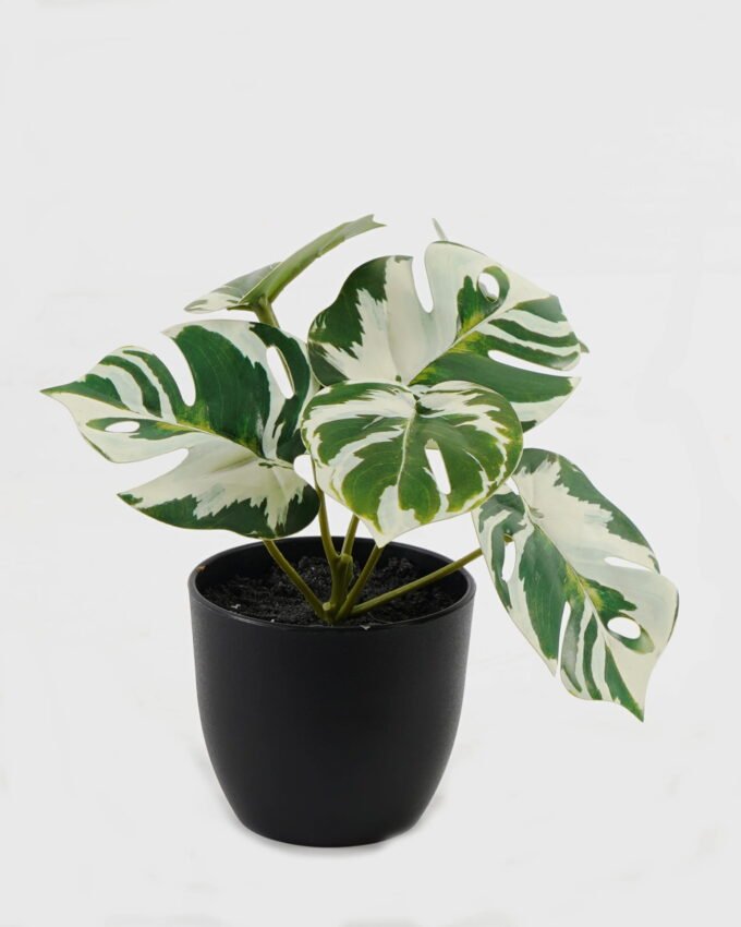 Artificial Flower Monstera in PP pot GS-03323105_3 Artificial Flower 15*12*16cm Monstera in PP pot GS-03323105 Potted Flowers&Plants YeahFlower is one of Chinese leading OEM manufacturers and exporters , supplying the silk flowers, wholesale artificial trees
