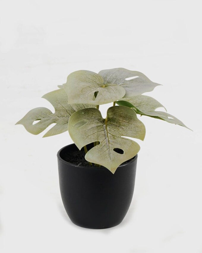 Artificial Flower Monstera in PP pot GS-03323105_4 Artificial Flower 15*12*16cm Monstera in PP pot GS-03323105 Potted Flowers&Plants YeahFlower is one of Chinese leading OEM manufacturers and exporters , supplying the silk flowers, wholesale artificial trees