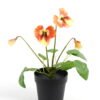 Artificial Flower 19*15*27cm Pansy in PP pot GS-03323009-O1 Potted Flowers&Plants YeahFlower is one of Chinese leading OEM manufacturers and exporters , supplying the silk flowers, wholesale artificial trees