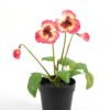 Artificial-Flower-Pansy-in-PP-pot-GS-03323009-P2_1-1.jpg Artificial Flower 19*15*27cm Pansy in PP pot GS-03323009-P2 Potted Flowers&Plants YeahFlower is one of Chinese leading OEM manufacturers and exporters , supplying the silk flowers, wholesale artificial trees