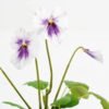 Artificial-Flower-Pansy-in-PP-pot-GS-03323009-W1_9-1.jpg Artificial Flower 19*15*27cm Pansy in PP pot GS-03323009-W1 Potted Flowers&Plants YeahFlower is one of Chinese leading OEM manufacturers and exporters , supplying the silk flowers, wholesale artificial trees