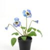 Artificial Flower 19*15*27cm Pansy in PP pot GS-03323009 Potted Flowers&Plants YeahFlower is one of Chinese leading OEM manufacturers and exporters , supplying the silk flowers, wholesale artificial trees