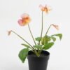 Artificial Flower 19*15*27cm Pansy in PP pot GS-03323009 Potted Flowers&Plants YeahFlower is one of Chinese leading OEM manufacturers and exporters , supplying the silk flowers, wholesale artificial trees
