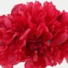Artificial Flower Peony 12 bundle GS-06923002-R1_9 Artificial Flower 22*22*29cm Peony *12 bundle GS-06923002-R1 Bouquet YeahFlower is one of Chinese leading OEM manufacturers and exporters , supplying the silk flowers, wholesale artificial trees