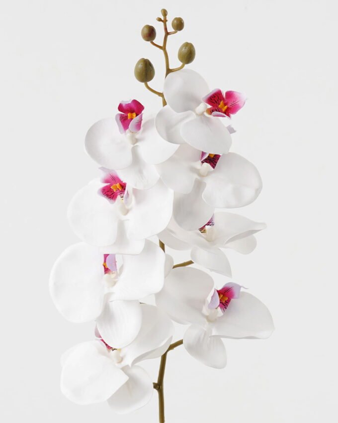 Artificial Flower Phalaenopsis 8 single stem GS-64923007-W6_1 Artificial Flower 19*93cm Phalaenopsis *8 single stem GS-64923007-W6 Single Flowers YeahFlower is one of Chinese leading OEM manufacturers and exporters , supplying the silk flowers, wholesale artificial trees