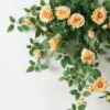 Artificial Flower 50*85cm Rose *7 hanging GS-70823001CONTI-Y1 Banners&Garlands YeahFlower is one of Chinese leading OEM manufacturers and exporters , supplying the silk flowers, wholesale artificial trees