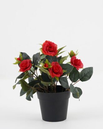 Artificial Flower 20*20*25cm Rose in PP pot GS-03323013-R1 Potted Flowers&Plants YeahFlower is one of Chinese leading OEM manufacturers and exporters , supplying the silk flowers, wholesale artificial trees Artificial Flower 20*20*25cm Rose in PP pot GS-03323013-R1 Potted Flowers&Plants YeahFlower is one of Chinese leading OEM manufacturers and exporters , supplying the silk flowers, wholesale artificial trees