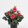 Artificial Flower 20*20*25cm Rose in PP pot GS-03323013-R2 Potted Flowers&Plants YeahFlower is one of Chinese leading OEM manufacturers and exporters , supplying the silk flowers, wholesale artificial trees
