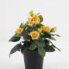 Artificial Flower Rose in PP pot GS-03323013-Y1_2 Artificial Flower 20*20*25cm Rose in PP pot GS-03323013-Y1 Potted Flowers&Plants YeahFlower is one of Chinese leading OEM manufacturers and exporters , supplying the silk flowers, wholesale artificial trees