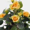 Artificial Flower Rose in PP pot GS-03323013-Y1_4 Artificial Flower 20*20*25cm Rose in PP pot GS-03323013-Y1 Potted Flowers&Plants YeahFlower is one of Chinese leading OEM manufacturers and exporters , supplying the silk flowers, wholesale artificial trees