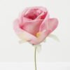 Artificial Flower Rose single stem GS-70023011CONTI-P1_5 Artificial Flower 10*10*18cm Rose single stem GS-70023011CONTI-P1 Single Flowers YeahFlower is one of Chinese leading OEM manufacturers and exporters , supplying the silk flowers, wholesale artificial trees