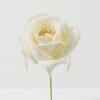 Artificial Flower Rose single stem GS-70023011CONTI-R1_6 Artificial Flower 10*10*18cm Rose single stem GS-70023011CONTI-R1 Single Flowers YeahFlower is one of Chinese leading OEM manufacturers and exporters , supplying the silk flowers, wholesale artificial trees