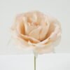 Artificial Flower 9*9*16cm Rose single stem GS-70023013CONTI Single Flowers YeahFlower is one of Chinese leading OEM manufacturers and exporters , supplying the silk flowers, wholesale artificial trees