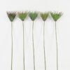 Artificial Flower 14*14*80cm Sedge single stem GS-30323002 Single Flowers YeahFlower is one of Chinese leading OEM manufacturers and exporters , supplying the silk flowers, wholesale artificial trees