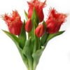 Artificial Flower 16*16*31cm Tulip *5 bundle GS-24523011CONTI-R2 Bouquet YeahFlower is one of Chinese leading OEM manufacturers and exporters , supplying the silk flowers, wholesale artificial trees