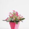 Artificial Flower Wiild flowers in color paper pot GS-03323130-P4P48-POST-P1_1 Artificial Flower 15*15*16cm Wiild flowers in color paper pot GS-03323130-P4P48-POST-P1 Potted Flowers&Plants YeahFlower is one of Chinese leading OEM manufacturers and exporters , supplying the silk flowers, wholesale artificial trees