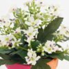 Artificial Flower 15*15*16cm Wiild flowers in color paper pot GS-03323130-P4P48-POST-W1 Potted Flowers&Plants YeahFlower is one of Chinese leading OEM manufacturers and exporters , supplying the silk flowers, wholesale artificial trees
