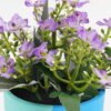 Artificial Flower Wiild flowers in color paper pot GS-03323130-P4P48-POST-Z1_8 Artificial Flower 15*15*16cm Wiild flowers in color paper pot GS-03323130-P4P48-POST-Z1 Potted Flowers&Plants YeahFlower is one of Chinese leading OEM manufacturers and exporters , supplying the silk flowers, wholesale artificial trees