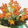 Artificial Flower Wiild flowers in color paper pot GS-03323130-P4P48-POST_2 Artificial Flower 15*15*16cm Wiild flowers in color paper pot GS-03323130-P4P48-POST Potted Flowers&Plants YeahFlower is one of Chinese leading OEM manufacturers and exporters , supplying the silk flowers, wholesale artificial trees