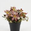Artificial Flower 20*20*19cm Wild flower in PP pot GS-03323029-R1 Potted Flowers&Plants YeahFlower is one of Chinese leading OEM manufacturers and exporters , supplying the silk flowers, wholesale artificial trees
