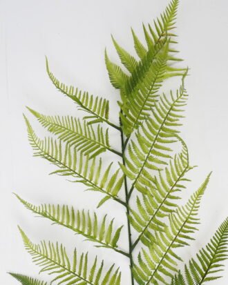 Artificial Plant 177cm Caulerpa taxifolia GS-70323004CONTI-G2 Leaves&Sprays&Foliages YeahFlower is one of Chinese leading OEM manufacturers and exporters , supplying the silk flowers, wholesale artificial trees Artificial Plant 177cm Caulerpa taxifolia GS-70323004CONTI-G2 Leaves&Sprays&Foliages YeahFlower is one of Chinese leading OEM manufacturers and exporters , supplying the silk flowers, wholesale artificial trees