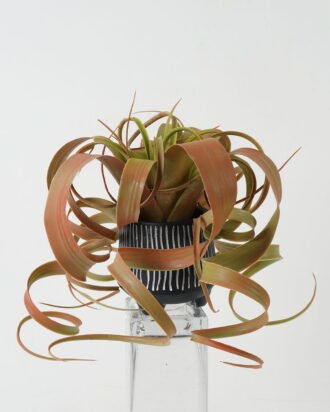 Artificial Plant 25*25*21cm Air grass in PP pot GS-03322008-RP-G2 Leaves&Sprays&Foliages YeahFlower is one of Chinese leading OEM manufacturers and exporters , supplying the silk flowers, wholesale artificial trees