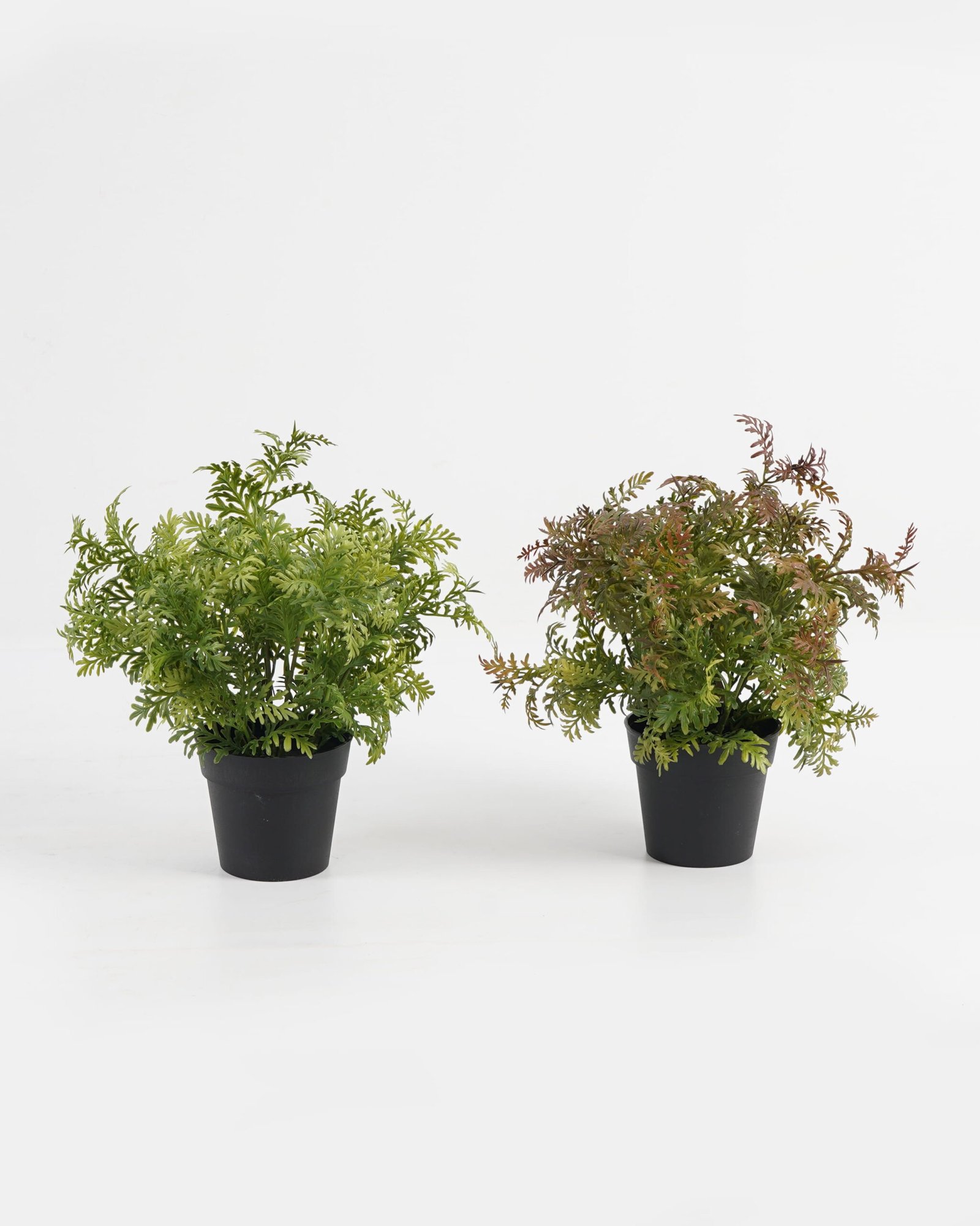 Artificial Plant 25*25*28cm Chinese mugwort in PP pot GS-03323016 Potted Flowers&Plants YeahFlower is one of Chinese leading OEM manufacturers and exporters , supplying the silk flowers, wholesale artificial trees Artificial Plant 25*25*28cm Chinese mugwort in PP pot GS-03323016 Potted Flowers&Plants YeahFlower is one of Chinese leading OEM manufacturers and exporters , supplying the silk flowers, wholesale artificial trees