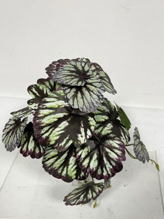 Artificial Plant  GS-46723033CONTI-G2 Leaves&Sprays&Foliages 3,000+ sqm showroom with thousands of artificial flowers, plants & trees ready for global sourcing.