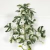 Artificial Plant GS-46723036CONTI-G2_1 Artificial Plant GS-46723036CONTI-G2 Leaves&Sprays&Foliages YeahFlower is one of Chinese leading OEM manufacturers and exporters , supplying the silk flowers, wholesale artificial trees