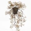 Artificial Plant Grass in PP pot GS-03323015_6 Artificial Plant 26*26*45cm Grass in PP pot GS-03323015 Potted Flowers&Plants YeahFlower is one of Chinese leading OEM manufacturers and exporters , supplying the silk flowers, wholesale artificial trees