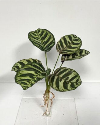 Artificial Plant 26*26*32cm Leaf *6 bush GS-46723018CONTI-G1 Leaves&Sprays&Foliages YeahFlower is one of Chinese leading OEM manufacturers and exporters , supplying the silk flowers, wholesale artificial trees Artificial Plant 26*26*32cm Leaf *6 bush GS-46723018CONTI-G1 Leaves&Sprays&Foliages YeahFlower is one of Chinese leading OEM manufacturers and exporters , supplying the silk flowers, wholesale artificial trees