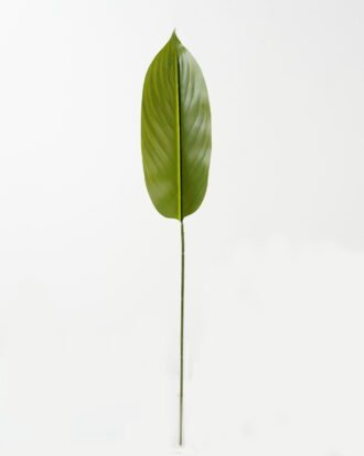 Artificial Plant 16*86cm Leaf single stem GS-66423035CONTI Leaves&Sprays&Foliages YeahFlower is one of Chinese leading OEM manufacturers and exporters , supplying the silk flowers, wholesale artificial trees Artificial Plant 16*86cm Leaf single stem GS-66423035CONTI Leaves&Sprays&Foliages YeahFlower is one of Chinese leading OEM manufacturers and exporters , supplying the silk flowers, wholesale artificial trees