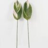 Artificial Plant Leaf single stem GS-66423054CONTI-SET-G1_1 Artificial Plant 16*85cm Leaf single stem GS-66423054CONTI-SET-G1 Leaves&Sprays&Foliages YeahFlower is one of Chinese leading OEM manufacturers and exporters , supplying the silk flowers, wholesale artificial trees