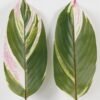 Artificial Plant Leaf single stem GS-66423054CONTI-SET-G1_2 Artificial Plant 16*85cm Leaf single stem GS-66423054CONTI-SET-G1 Leaves&Sprays&Foliages YeahFlower is one of Chinese leading OEM manufacturers and exporters , supplying the silk flowers, wholesale artificial trees