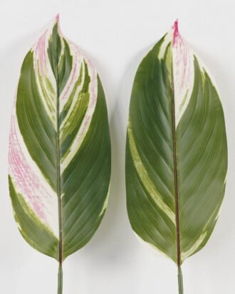 Artificial Plant 16*85cm Leaf single stem GS-66423054CONTI-SET-G1 Leaves&Sprays&Foliages YeahFlower is one of Chinese leading OEM manufacturers and exporters , supplying the silk flowers, wholesale artificial trees Artificial Plant 16*85cm Leaf single stem GS-66423054CONTI-SET-G1 Leaves&Sprays&Foliages YeahFlower is one of Chinese leading OEM manufacturers and exporters , supplying the silk flowers, wholesale artificial trees