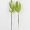 Artificial Plant Leaf single stem GS-66423054CONTI-SET-G2_3 Artificial Plant 16*85cm Leaf single stem GS-66423054CONTI-SET-G2 Leaves&Sprays&Foliages YeahFlower is one of Chinese leading OEM manufacturers and exporters , supplying the silk flowers, wholesale artificial trees