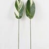 Artificial Plant Leaf single stem GS-66423055CONTI-SET-G1_3 Artificial Plant 16*87cm Leaf single stem GS-66423055CONTI-SET-G1 Leaves&Sprays&Foliages YeahFlower is one of Chinese leading OEM manufacturers and exporters , supplying the silk flowers, wholesale artificial trees