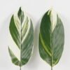 Artificial Plant Leaf single stem GS-66423055CONTI-SET-G1_4 Artificial Plant 16*87cm Leaf single stem GS-66423055CONTI-SET-G1 Leaves&Sprays&Foliages YeahFlower is one of Chinese leading OEM manufacturers and exporters , supplying the silk flowers, wholesale artificial trees
